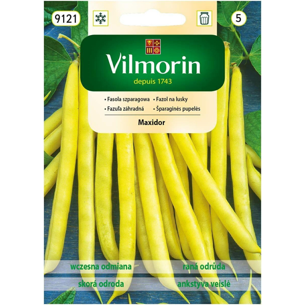Fasola karłowa żółta Maxidor 30g         Vilmorin - 1