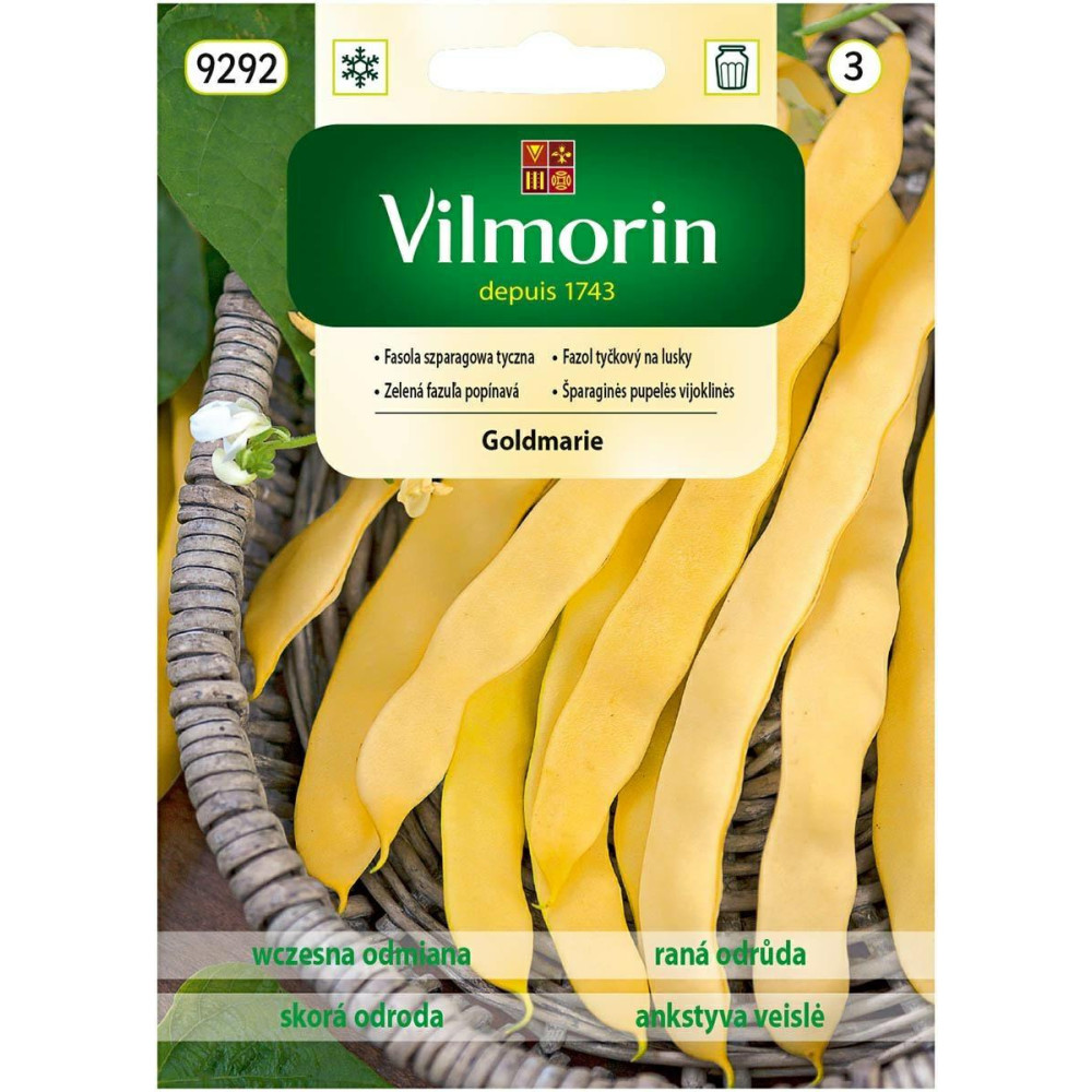Fasola tyczna żółta Goldmarie 10g -      płaski strąk Vilmorin - 1