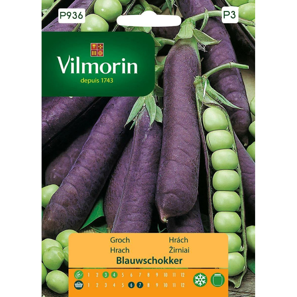 Groch o strąkach fioletowych Groch       Blauwschokker 20g Vilmorin Premium - 1