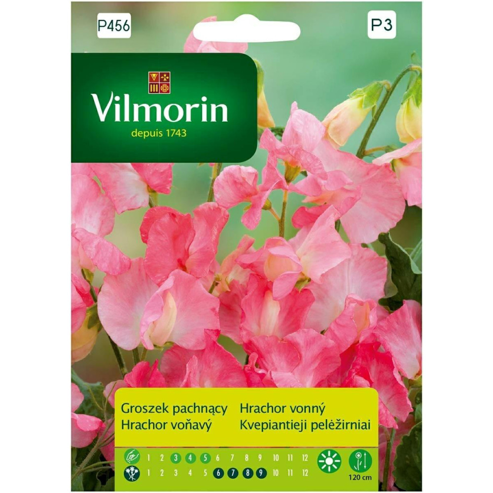 Groszek pachnący 2g różowy Vilmorin      Premium - 1