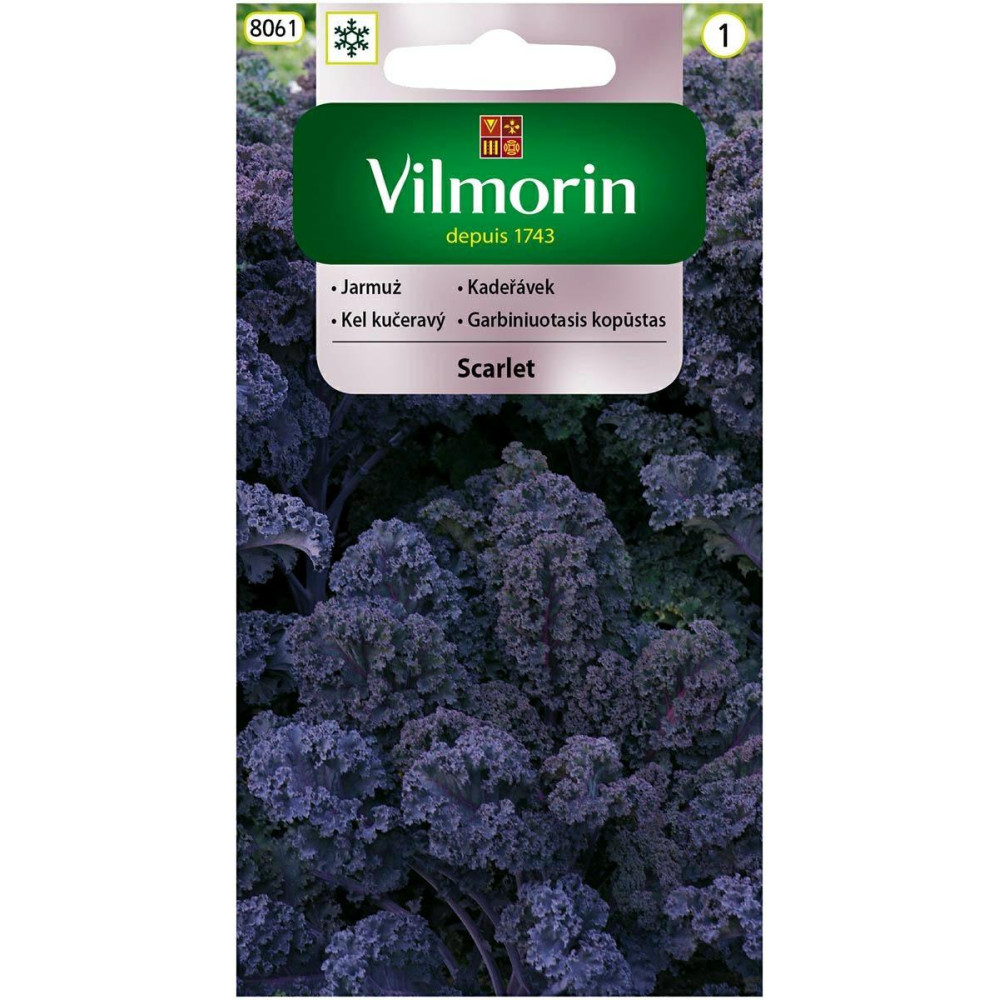 Jarmuż fioletowy Scarlet 2g Vilmorin - 1