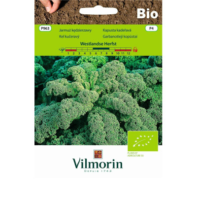 Jarmuż zielony kędzierzawy Westlandse    Herfst 2g Vilmorin Bio - 1