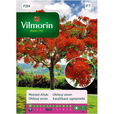 Płomień Afryki 4g Vilmorin Premium - 1