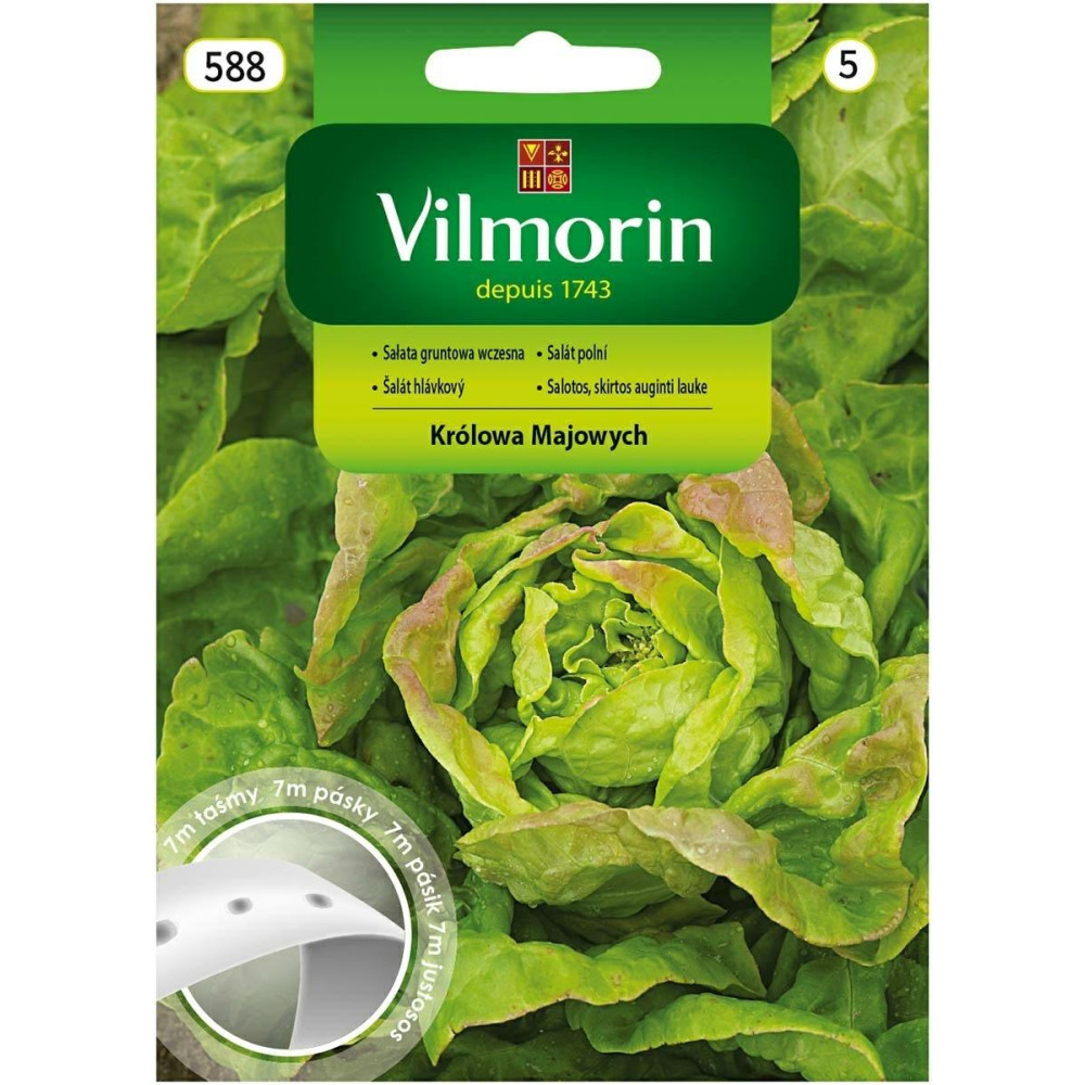 Sałata gruntowa masłowa Królowa Majowych 7m - warzywa na taśmie Vilmorin - 1