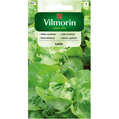 Sałata gruntowa masłowa Lento 0,5g       Vilmorin - 1
