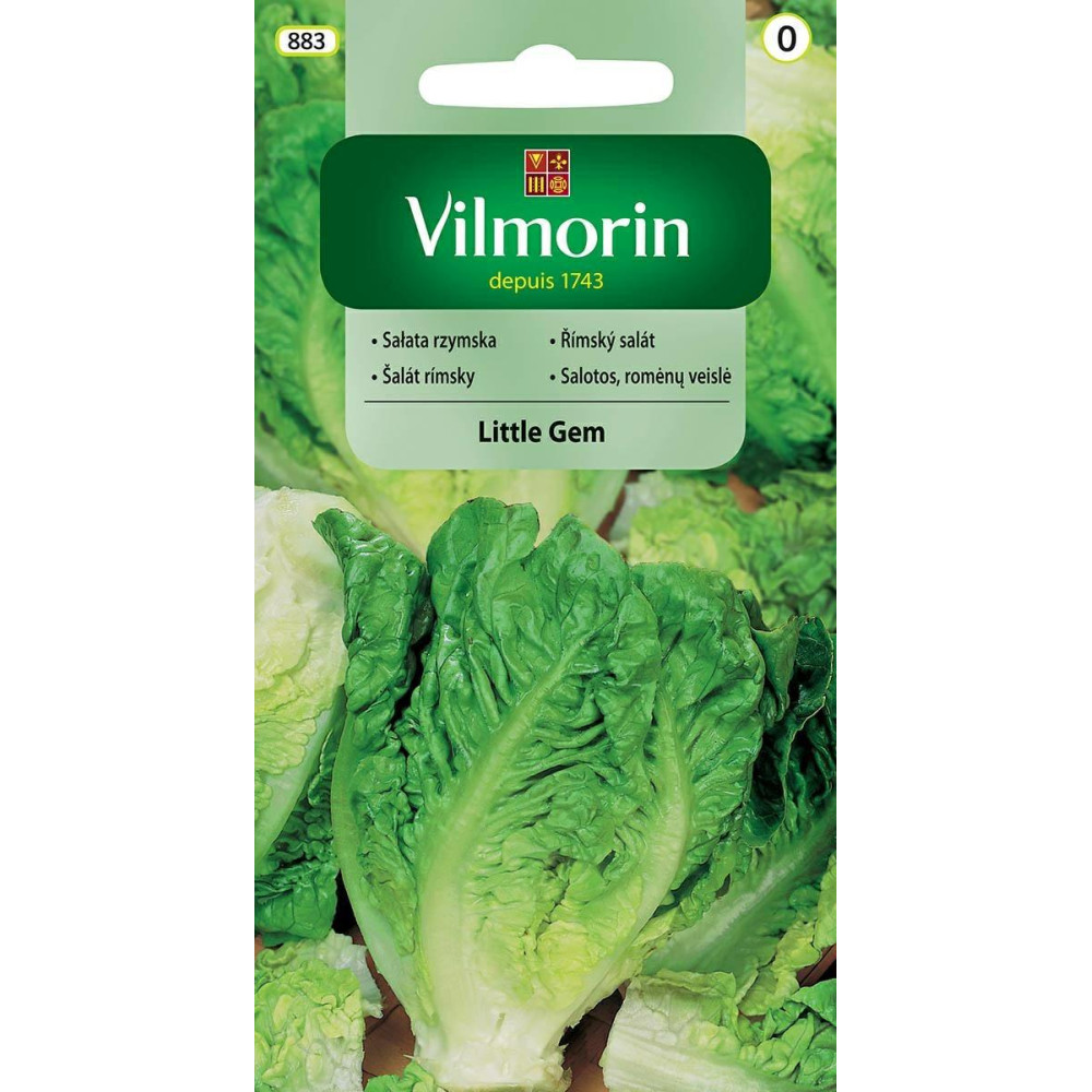 Sałata rzymska Little Gem 0,5g Vilmorin - 1