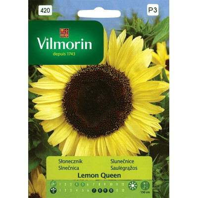 Słonecznik Lemon Queen 0,5g Vilmorin     Premium - 1