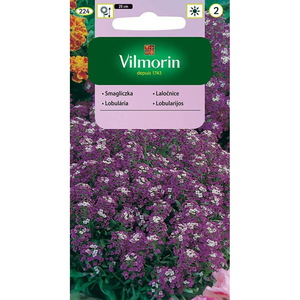 Smagliczka nadmorska 1g                   liliowo-fioletowa Vilmorin                                                            