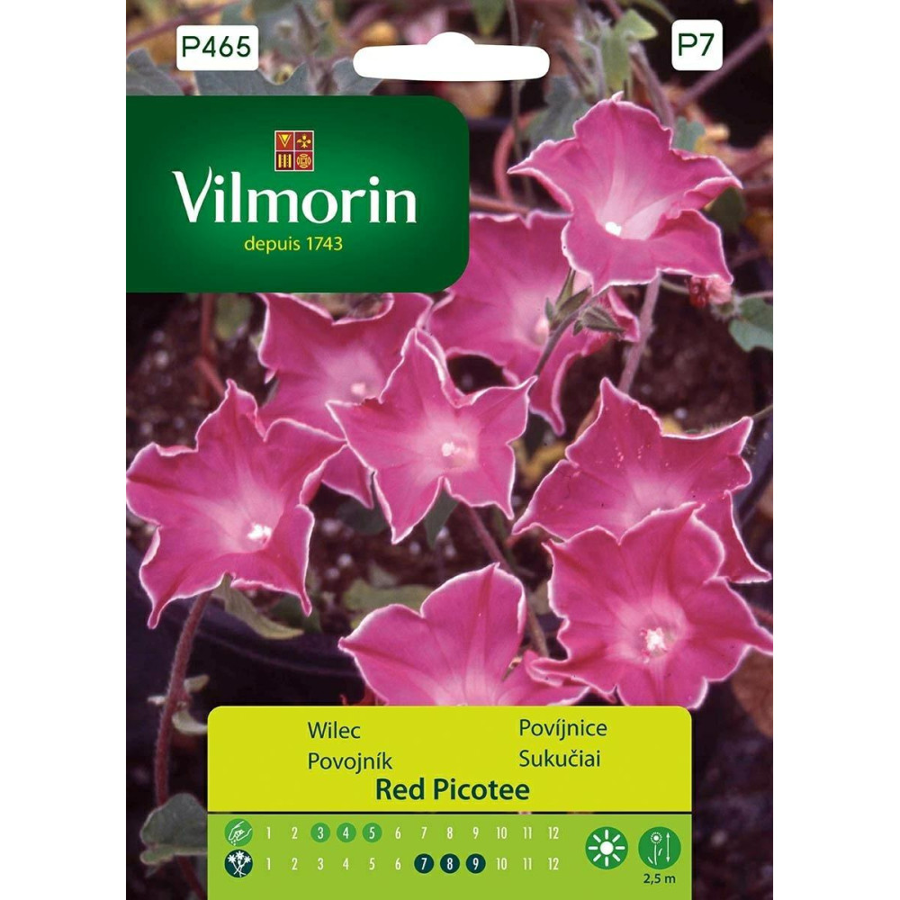 Wilec purpurowy Red Picotee 1g  różowy   Vilmorin Premium - 1