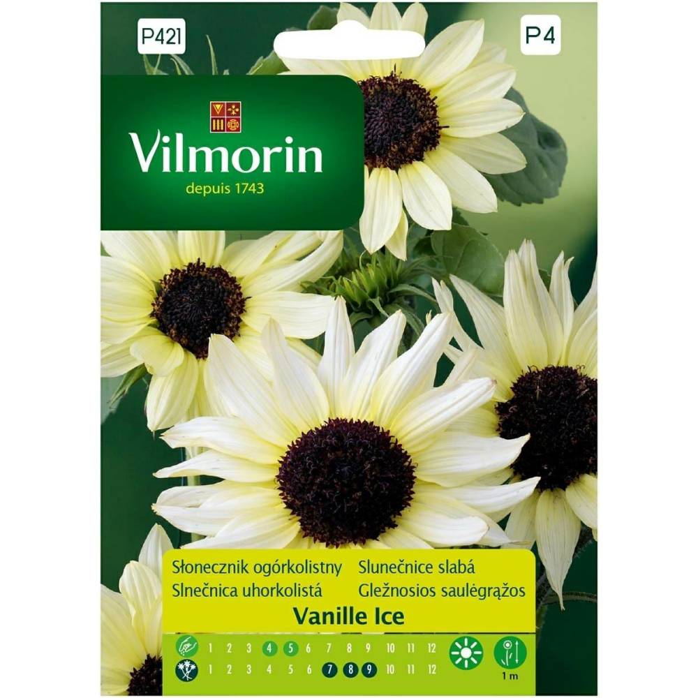 Słonecznik ogórkolistny Vanille Ice 0,5g Vilmorin Premium - 1