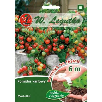 Pomidor gruntowy karłowy Maskotka - na   taśmie 6m - 1