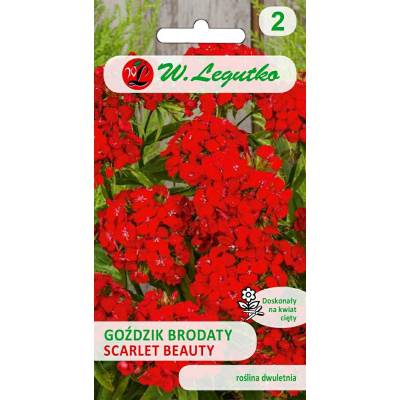 Goździk brodaty o kwiatach pojedynczych  Scarlet Beauty 0,5g - Legutko - 1