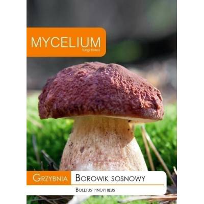 Grzybnia borowik sosnowy 10g Mycelium - 1