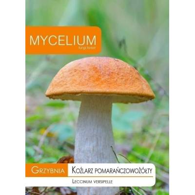 Grzybnia koźlarz pomarańczowo-żółty 10g  Mycelium - 1