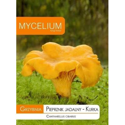 Grzybnia kurka - pieprznik jadalny 10g   Mycelium - 1