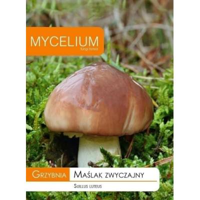 Grzybnia maślak zwyczajny 10g Mycelium - 1