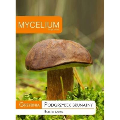 Grzybnia podgrzybek brunatny 10g         Mycelium - 1