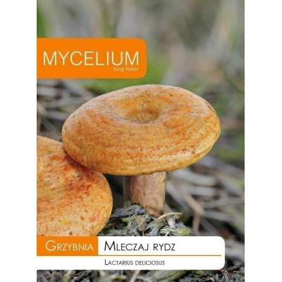 Grzybnia rydz-mleczaj  10g Mycelium - 1