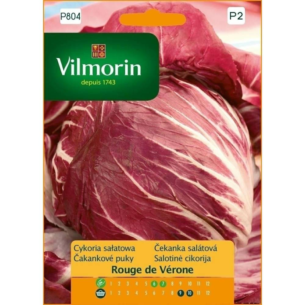 Cykoria sałatowa Rouge de Verone 0,5g,   czerwona, wczesna Vilmorin Premium - 1