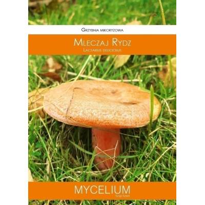 Grzybnia rydz-mleczaj  60ml Mycelium - 1