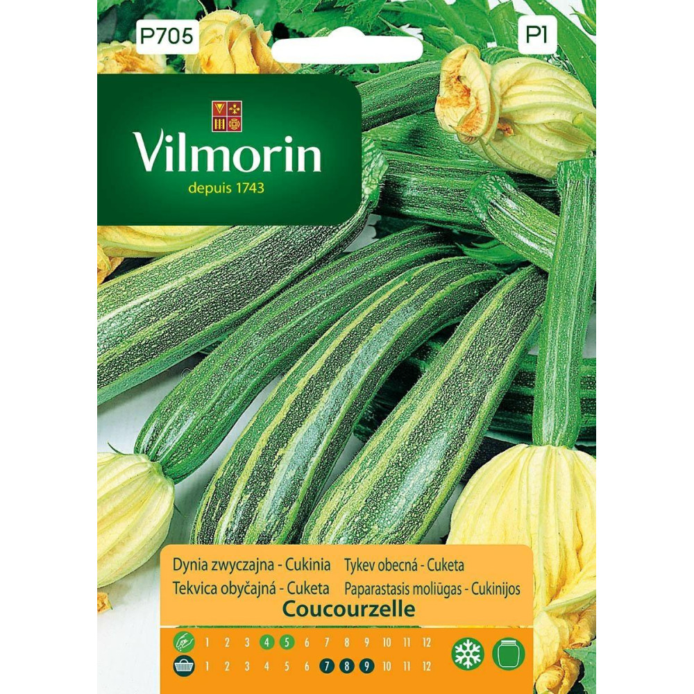 Cukinia zielono-biała Coucourzelle 2g -  Dynia zwyczajna Vilmorin Premium - 1