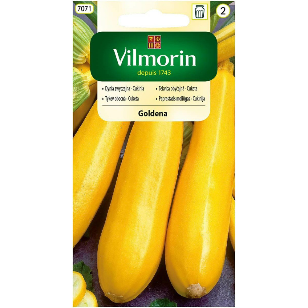 Cukinia żółta Goldena 2g - dynia         zwyczajna Vilmorin - 1
